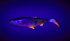 Balzer Shirasu Fake Shad - Perch 16 cm / 41 g
