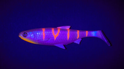 Balzer Shirasu Fake Shad -Striped Albino 16 cm / 41 g