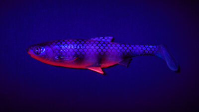 Balzer Shirasu Fake Shad - Blueberry